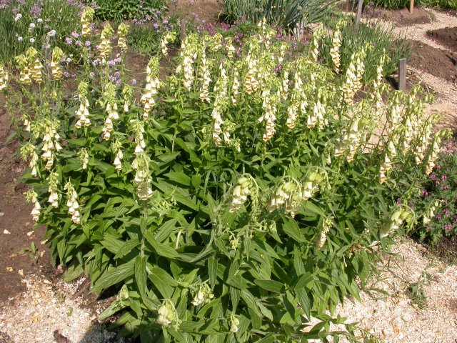 digitalis lanata